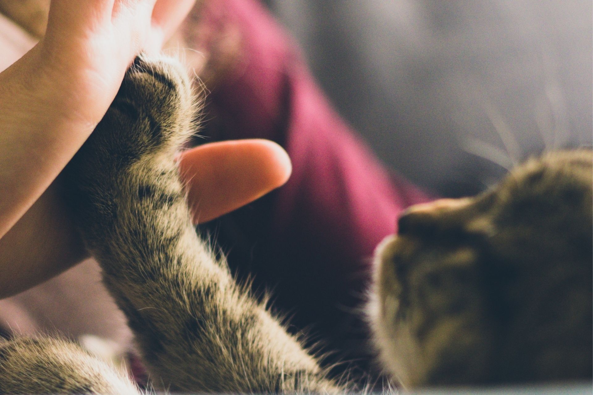 cat putting paw on persons hand
